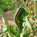 Large White