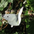Small White