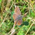 Brown Argus