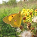 Clouded Yellow