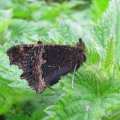 Small Tortoiseshell
