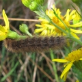 Muslin Moth