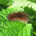 Muslin Moth