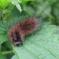 Muslin Moth