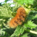 Muslin Moth