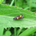 Micro Moth - Pammene aurana