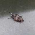 March Dagger Moth