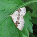 Silver-ground Carpet