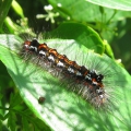 Yellow-tail