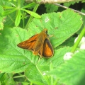 Large Skipper