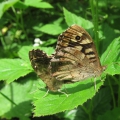 Speckled Wood