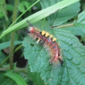 Vapourer Moth Caterpillar