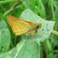 Large Skipper