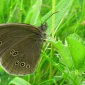 Ringlet
