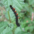 Peacock caterpillar