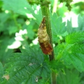 Peacock chrysalis