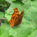 Comma