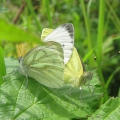 Green-veined White