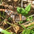 Red Admiral