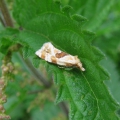 Micro Moth