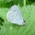 Holly Blue