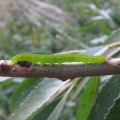 Herald Moth