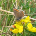 Brown Argus