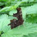 Comma