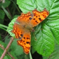 Comma