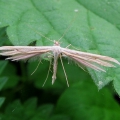 Plume Moth