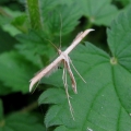 Plume Moth