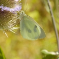 Large White