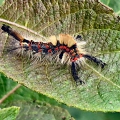 Vapourer Moth Caterpillar