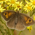 Meadow Brown