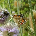 Painted Lady