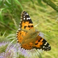 Painted Lady