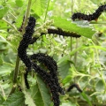 Peacock caterpillars