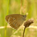 Ringlet
