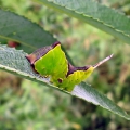Sallow Kitten
