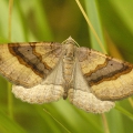 Shaded Broadbar