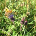 Small Copper