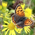 Small Copper feeding on Ragwort
