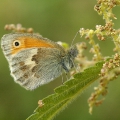 Small Heath
