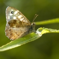 Speckled Wood
