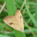 Straw Dot