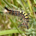 Vapourer Moth Caterpillar