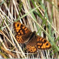 Wall Brown