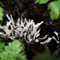 Candlesnuff Fungus