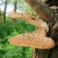 Dryads Saddle