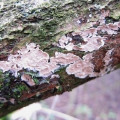 Bleeding Broadleaf Crust